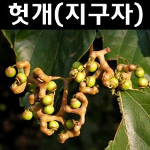 헛개 지구자 나무 묘목 실생3년 뿌리묘 5개/특용수/약용수