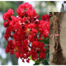 (성실D)신품종배롱나무(다이너마이트)삽목2년 3그루