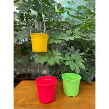 컬러플라스틱화분 P150) 걸이화분 행잉화분 행깅화분 분갈이화분, 포트고리(화이트)
