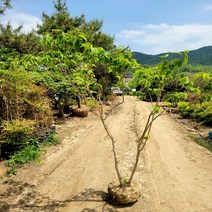 [좋은원예] 칠자화 성목 개화주 다가지형 H2.0m이상 (차량유료배송), 1개