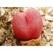 [레드마우가니 0515] 홈가드닝 관엽 분재 선인장 키우기쉬운 아프리카 다육이 공기정화식물 특이한 귀여운 예쁜 희귀한 인테리어 생일 승진 개업선물 리톱스 코노피튬