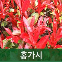 순희농장 홍가시레드로빈 홍가시묘목 레드로빈홍가시나무묘목, 홍가시포트(50cm전후), 2개