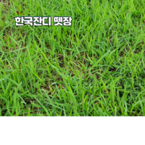 한국잔디뗏장 18cm*18cm*2cm-100장(가로/세로/두께) 산소 공원 정원용