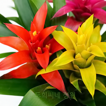 도희씨네 정원>> 색감 고운 구즈마니아 미니 삼색체리 290″ class=”wr-img”></a></div></p></div></p></div></p></div><div class=
