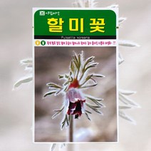 할미꽃 꽃씨앗 야생화종자 50립
