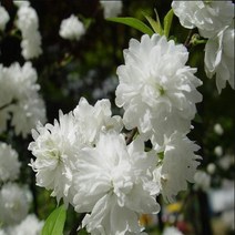 묘목/옥매화 개화주(백매화/겹꽃/분뜨기) M231