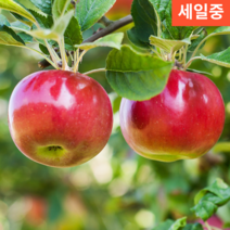 산지배송 최고급 꿀맛 새콤달콤 B급 열과 명절 큰사과 싸게파는곳 5키로 10KG, 상품, 10kg 대 (25-29과내외)