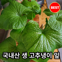 산지직송] 고품질 국내산 알싸한 생 고추냉이 잎 400g 1kg 와사비 와사비잎 와사비잎쌈 고추냉이생잎 고추냉이잎절임 고추냉이장아찌 고추냉이나물, 1개