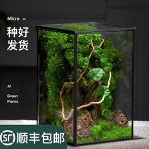 비바리움 테라리움 이끼 만들기 DIY 분재 사육장 반려 실내 미세 사 실 재미 답답한 품, 산 A 모델 + 수생 램프, 화분에 좋은