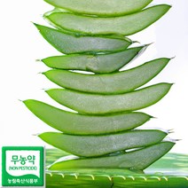 생알로에 1kg 사포나리아 친환경 식용알로에 생잎 산지직송 당일수확