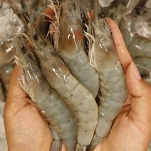 사계절활새우 활흰다리새우 생물흰다리새우 흰다리새우생물, 1kg