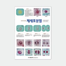 체세포분열(코팅)