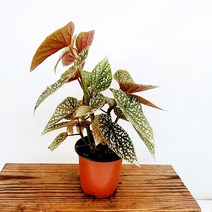 꽃나무팜 화이트아이스 베고니아 목성베고니아 무늬 흰색도트 수입 분홍꽃 반려식물