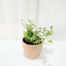 갑조네 마이크로 아이비 소품 넝쿨 덩쿨 키우기 실내 공기정화식물 플랜테리어 반려식물, 1개, 혼합색상