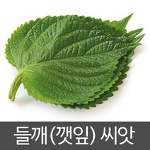 깻잎 씨앗 들깨 종자 잎들깨 씨 토종 재래종 1000알