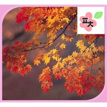 애기 단풍나무 씨앗(10립) -단풍나무 홍단풍 청단풍 나무씨앗 종자씨앗 꽃씨앗 채소씨앗 구근식물 야생화 약초 포천매화동농장 씨앗모음