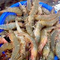 제철 활 흰다리새우 500g1kg, 500g, 1개
