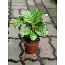 인기수입식물 칼라데아오르비폴리아 중소품 25-40cm 69