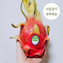 새벽배송 당일배송 프리미엄 베트남 용과 건강한 과일 1.2kg 5kg 새벽경매 가락시장, (특1등급)백 용과 1.2kg (3수)