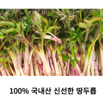국산 강원도 땅두릅 500g 1kg 두릅나물 독활 두릅 독활나물 나물 땅 야생두릅 산지직송 개두릅 참두릅 봄나물 국내산