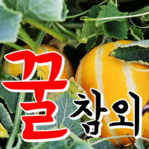 [성주참외] 진짜~성주꿀참외 2kg 산지직송, 1박스, 05.성주참외 2kg 가정용 대과