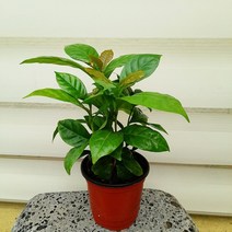 [용플라워] 귀여운 미니커피나무(소품)