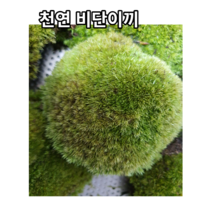 국내산 자연 천연비단이끼17*13cm팩2개 가는흰털이끼 고급화분장식 테라리움 풍란 목 석부작 분재 조경 공기정화식물