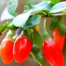 순희농장 구기자나무묘목 구기자포트 약용수 특용수