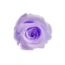 프리저브드 장미 머리(head) - 컬러 로즈 보존화, 라지(4~4.5cm), 장미 HEAD(머리) 바이올렛