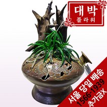 대박플라워 도부작 동양란 승진선물 취임 영전 이전 개업선물 부모님선물 꽃배달