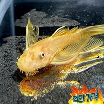 키우기쉬운 열대어 [청소물고기] L-144 안시 롱핀 4cm내외 물고기 키우기