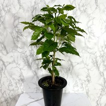 커피나무 외목대 커피나무묘목, 1개