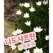 실난-나도샤프란-5개묶음/ 꽃말은 즐거움 지나간 행복입니다.