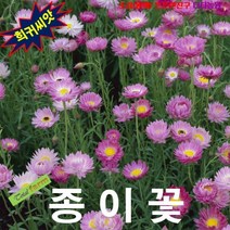 (희귀씨앗) 종이느낌의 종이꽃 로단테 핑크혼합 15립, 상세페이지 참조, 상세페이지 참조, 상세페이지 참조