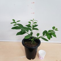 [용이네 화원] 동글동글 주황색 열매가 열리는 레몬오렌지 나무 ( 금장나무 ) 120 화원 농원, 1개