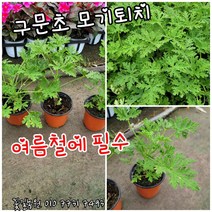 구문초 모기퇴치 2+1+3개 특랜덤 공기정화식물/미세먼지/공기정화효과 공기정화식물