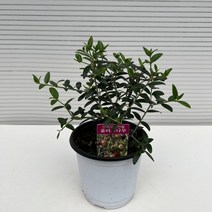 [다은꽃농원]올리브나무 올리브 키우기 소품 외목대 생명력이 강해 키우기쉬운 실내공기정화식물 인테리어