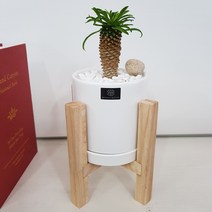 베스트플랜트 괴마옥 우드스탠드 중품