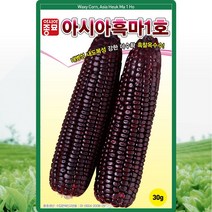 아시아흑마1호옥수수 씨앗 30g 식용 가공용으로 좋은 검고 찰진 흑찰옥수수 옥수수씨 채소종자, 단품