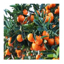 노지감귤 비가림감귤 5kg제주도밀감 서귀포귤, 노지감귤s크기