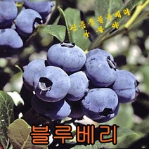 크렌베리묘목 포트묘3그루 유실수 꽃나무 나무 묘목 다래나무 과일나무, 블루베리결실주포트1주+전용흙5리터