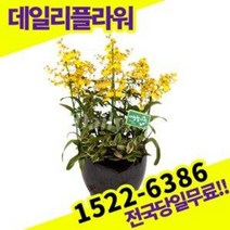 온시디움 서양란 난 호접란 개업화분 승진축하 난배달