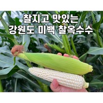 산지직송 강원도 미백 찰옥수수 30개 50개 당일수확 발송, 미백 생찰옥수수50개