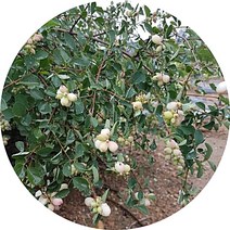 스노우베리 포트묘 묘목 유실수 조경수, 1개