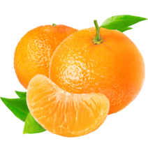 제주 서귀포 산지직송 노지 극조생 귤 제주도귤 감귤 과일 밀감 제주귤 제주감귤, 1박스, 노지 극조생 귤 중과 L-M 2.5kg