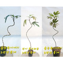 황칠나무 황칠묘목 황칠 황칠나무 묘목 분재묘목, 분재묘목(2년생), 1개