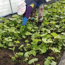 내고향푸드 국내산 머위나물 봄나물 머위순 생머위잎 1kg 2kg, 머위1kg