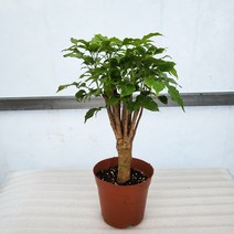 미스터플랜트 녹보수 돈나무 재물나무