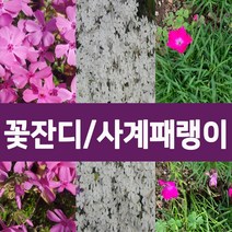 [나무의모든것] 꽃잔디 홍솔 백솔 사계패랭이 50포트 판매, 꽃잔디(백솔) 50포트, 1개