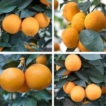 [알부카] 3년생묘목 한라봉 레드향 오렌지 황금향 천혜향 레몬 낑깡(금귤), 3년생 레몬